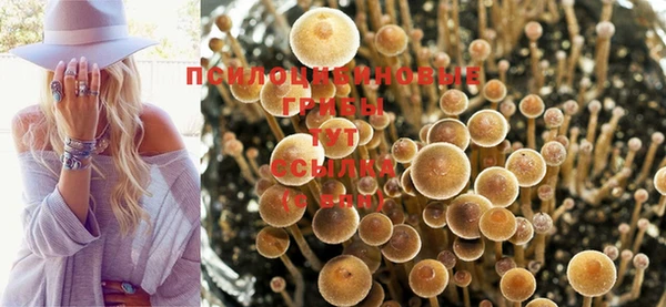 прущие грибы Армянск